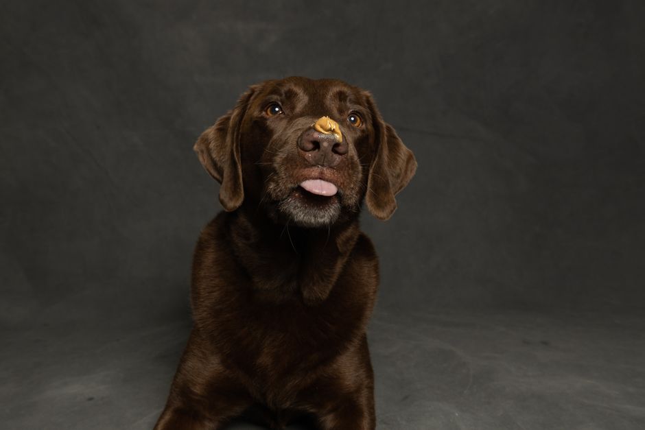 Cute Chocolate Labrador retriever in studio, licking peanut butter from nose.